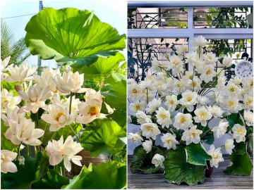 Mùa sen nở rộ, hội mẹ đảm dậy từ tờ mờ sáng cắm trăm bông, mang đầm sen vào nhà