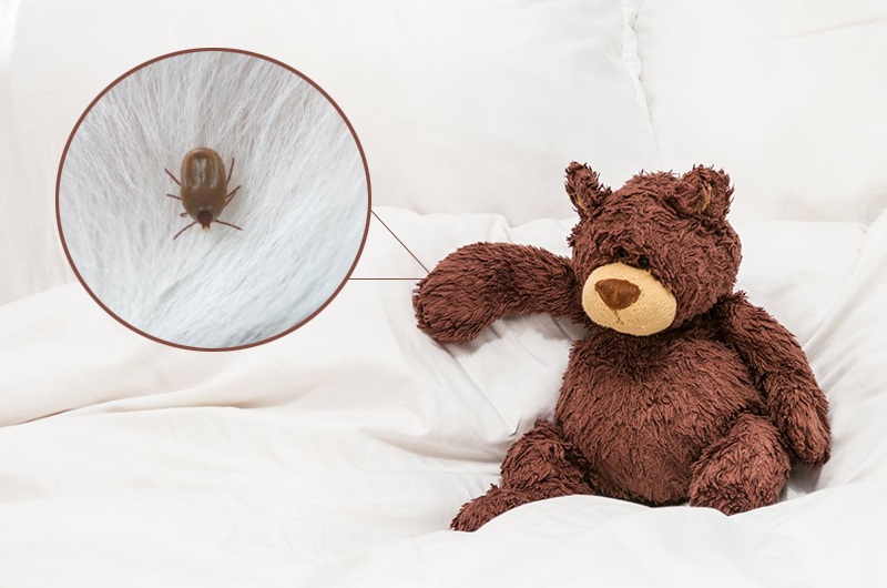 Ngoài ra, nhiều người cũng biết rằng trên giường rất dễ sinh ra bọ ve. Nếu lúc này bạn không chú ý vệ sinh thú nhồi bông thì sẽ có những con ve bám trên đó sẽ tiếp tục sinh sản.
