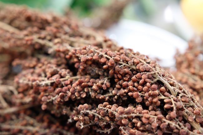 Loại quả xưa có đầy không ai biết đến, giờ thành đặc sản làm thành gia vị độc lạ đầu bếp nhà hàng amp;#34;săn lùngamp;#34;, 120.000 đồng/kg - 2