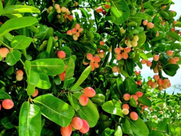 Nghề lạ ở Việt Nam: Về quê trồng loại quả làm thành món đặc sản lạ, 8X thu 200 triệu/năm dễ dàng