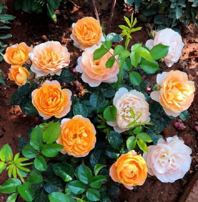 Trên thân hoa hồng có một “công tắc tăng trưởng”, hãy bật lên số lượng hoa sẽ nhân đôi - 1