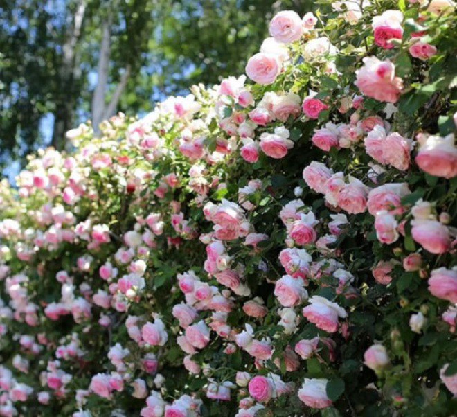 Trên thân hoa hồng có một “công tắc tăng trưởng”, hãy bật lên số lượng hoa sẽ nhân đôi - 6