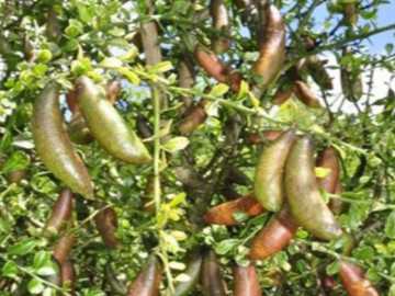 Loại quả có tên độc lạ, xưa không ai biết giờ trở thành đặc sản nổi tiếng được săn lùng, 3.000.000 đồng/kg