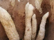 Tin tức - Đào măng, ông lão đụng trúng 7 "con rắn", không ngờ là báu vật tiền tỷ