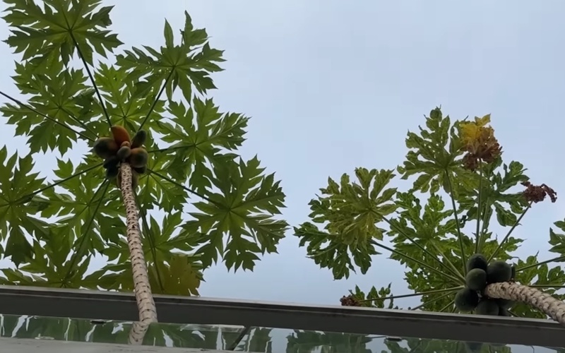 Mới đây, nữ MC quay hình từ dưới tầng của mình nhìn lên sân thượng, thấy cây đu đủ đã ra quả nhưng tít trên cao lại còn chìa ra xa rất khó lấy.
