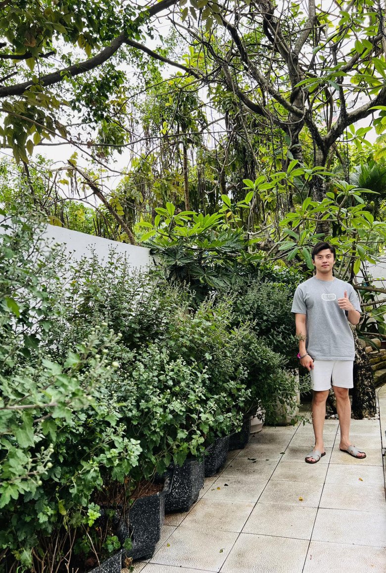 CEO 40 tuổi trồng nhiều cây xanh quanh biệt thự, đầu năm anh mang dàn cúc cổ Sơn La về chờ khai hoa nở nhụy.