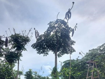 Loại quả có tên rất lạ, xưa nhà nghèo mới ăn, nay làm thành món ăn đặc sản mùa hè vừa mát vừa ngon, 70.000 đồng/kg