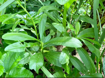 Cây rau không chăm cũng sống tốt, ăn bổ máu, giúp giải độc gan nhưng bị nhiều người ghẻ lạnh