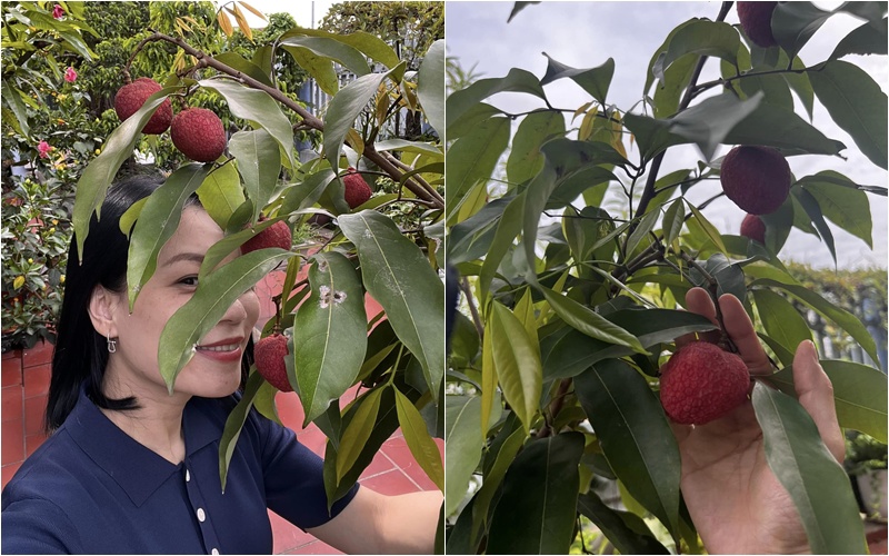 Gần đây, vợ Giám đốc Nhà hát kịch Việt Nam đăng tải 'Cây vải nhà em' với nhiều quả chín đỏ. Bạn bè xuýt xoa: 'Sao chị nhiều cây ăn trái thế', 'Nhà này cây gì cũng có'... Tuy nhiên, cũng có người cho rằng đây không phải ngôi nhà vườn kể trên.
