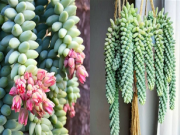 Nhà đẹp - 6 loại cây cảnh nghe tên đã thấy “mùi tiền”, trồng vừa đẹp còn mang lại may mắn, tài lộc cho gia chủ