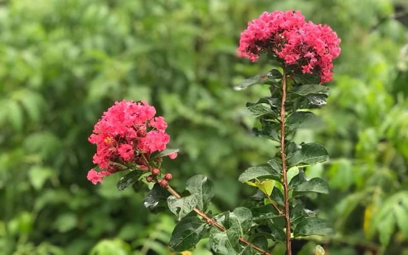 Mỹ Lệ nhiều lần thích thú khoe hoa tường vi nhà mình, nhất là vào dịp hè, cô bày tỏ: "Tường vi rực rỡ gọi hè! Có ai cuồng em nó giống mình không?"
