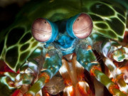 Clip Eva - 5 động vật sở hữu "siêu năng lực" phi thường đến khó tin