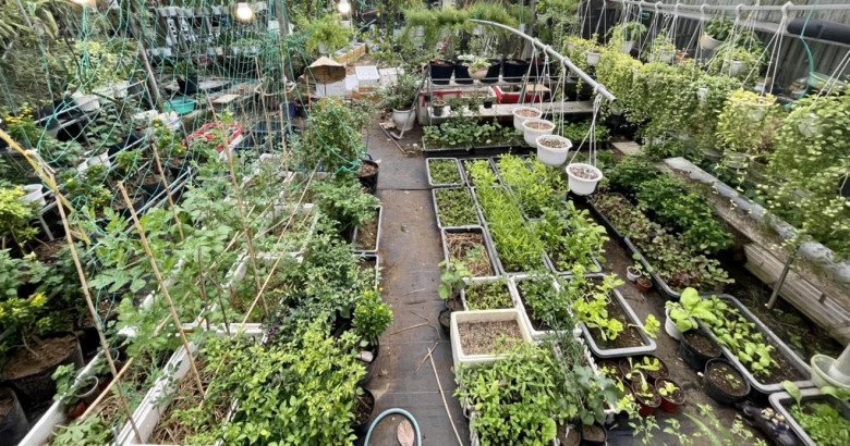 Tròn mắt với bảng phí cải tạo vườn của mẹ đảm Quảng Nam, chi tiết từng hạng mục, biến đất trống thành vườn xịn - 4