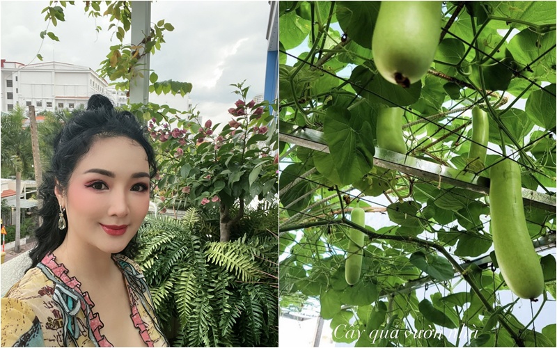 Hoa hậu Giáng My có khu vườn cây trái trên sân thượng ở biệt thự tại Quận 2, TP.HCM. Mới đây, nàng hậu khoe "cây quả vườn nhà", trong đó có dàn bầu sai lúc lỉu.
