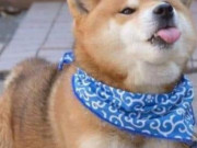 Clip Eva - Những chú chó cute nhất hệ mặt đất