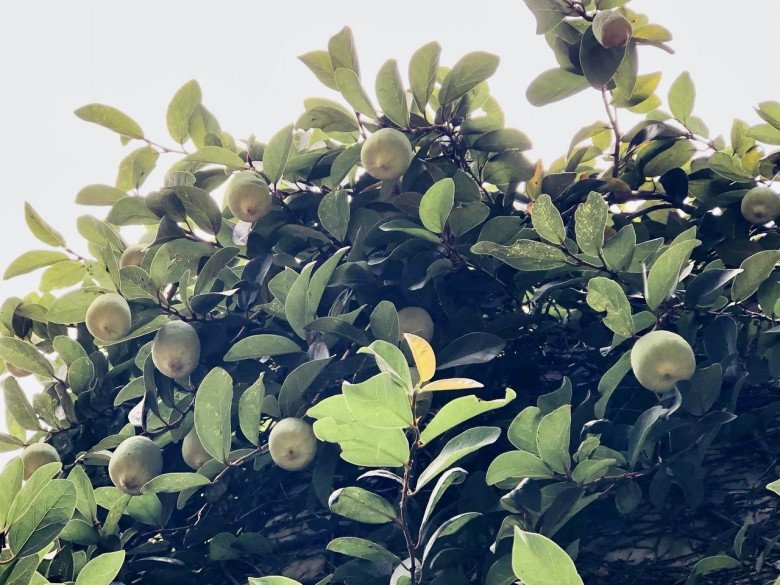 Trái và cây thằn lằn. Ảnh: A.N.