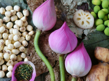 Loại cây sống nơi bùn đen nhưng hoa có vẻ đẹp thanh khiết, từ rễ đến lá đều là vị thuốc kỳ diệu