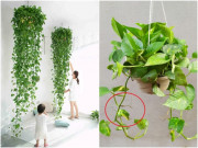 Nhà đẹp - Trên thân trầu bà có một “công tắc” nhỏ, đụng một cái cây luôn xanh tốt, lá to hơn bàn tay