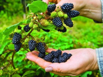 Nghề lạ ở Việt Nam: Giáo viên nghỉ việc trồng quả được mệnh danh là siêu thực phẩm, thu 6 tỷ mỗi...