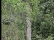 Lifestyle - Cây khổng lồ cao hơn tượng Nữ thần Tự do mọc ở hẻm núi sâu nhất thế giới