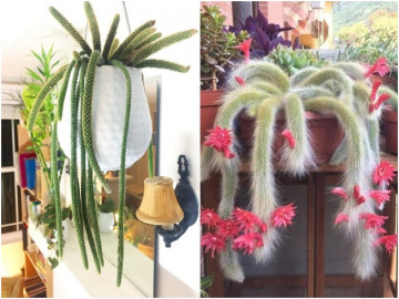 Hai loại xương rồng này “có đuôi”, trồng một chậu trong nhà vừa độc lạ vừa giúp gia đạo bình an