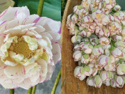 Tiêu dùng - Loài hoa đột biến đang "gây sốt": Chị em xuýt xoa trước vẻ đẹp độc lạ, 200.000 đồng/bó nhiều người "lùng sục" tìm mua