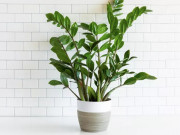 Nhà đẹp - Cây kim tiền hợp với người mệnh nào nhất? Trồng đúng cách tài lộc chỉ có vào mà không ra