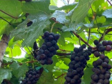 Nghề lạ ở Việt Nam: 9X về quê trồng thử giống quả lạ không hạt, mỗi tháng thu 80 triệu đồng dễ dàng