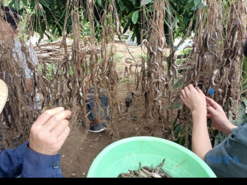 Loại cá lạ xưa dành cho người nghèo, nay thành đặc sản thơm béo hơn thịt được săn lùng, còn xuất khẩu đi nhiều nơi