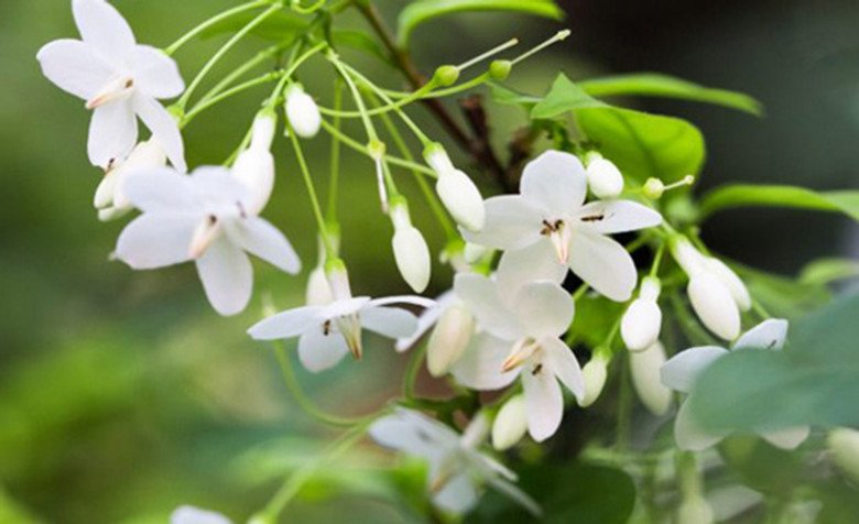 Loại cây này trong tên “có nước”, trồng một cây trước nhà con cháu đời đời giàu sang, càng trồng lâu càng có giá - 3