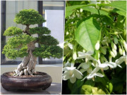 Nhà đẹp - Loại cây này trong tên “có nước”, trồng một cây trước nhà con cháu đời đời giàu sang, càng trồng lâu càng có giá