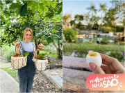 Nhà đẹp - Mỹ Tâm khoe thu hoạch chôm chôm khiến fan thắc mắc hái ở đâu, từng hé lộ khu vườn "đi mỏi chân không hết"