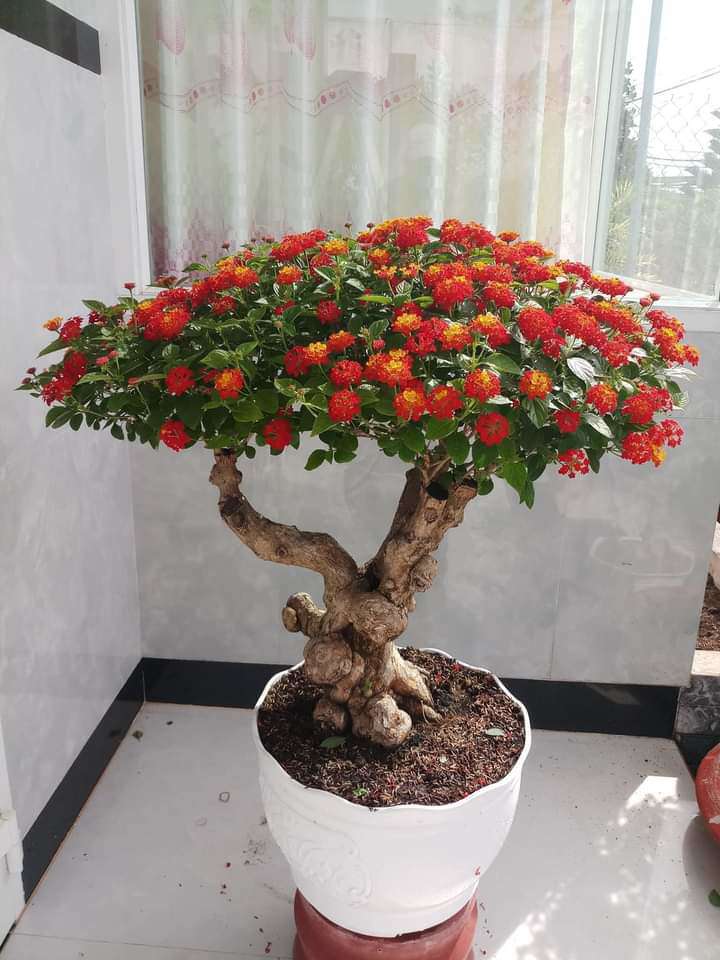 4 loại cây dại mọc đầy đường, cho vào chậu lên đời thành “tiểu bonsai”, vừa đẹp độc lạ vừa hút tài lộc - 5