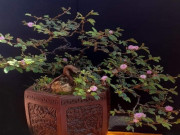 Nhà đẹp - 4 loại cây dại mọc đầy đường, cho vào chậu lên đời thành “tiểu bonsai”, vừa đẹp độc lạ vừa hút tài lộc