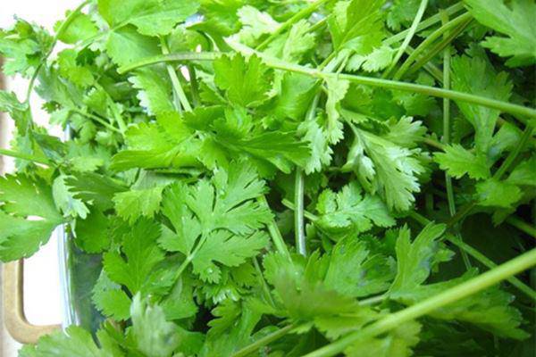 6 cách làm salad rau xà lách, cải bắp và rau củ ngon, giảm cân cực tốt - 8