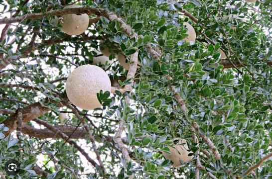 Loại quả trồng làm cảnh, xưa chín rụng không ai thèm ăn, giờ làm thành món đặc sản giải nhiệt mùa hè được ưa chuộng - 1