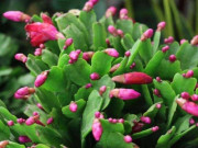 Nhà đẹp - Nắng nóng trên 30 độ C nên “mạnh tay” với 4 loại hoa này, càng cắt tỉa mạnh cây càng sum suê xanh tốt
