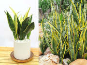 Nhà đẹp - Cây lưỡi hổ hợp với người mệnh nào nhất? Trồng đúng gia đình bình an, Thần Tài gõ cửa thường xuyên