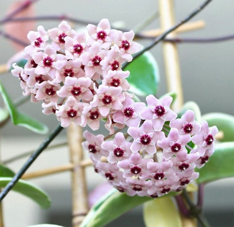 Loài hoa “viên mãn” này rất thích nở hoa, nhà thiếu nắng cũng trồng được, khi nở đưa hương khắp nhà - 4