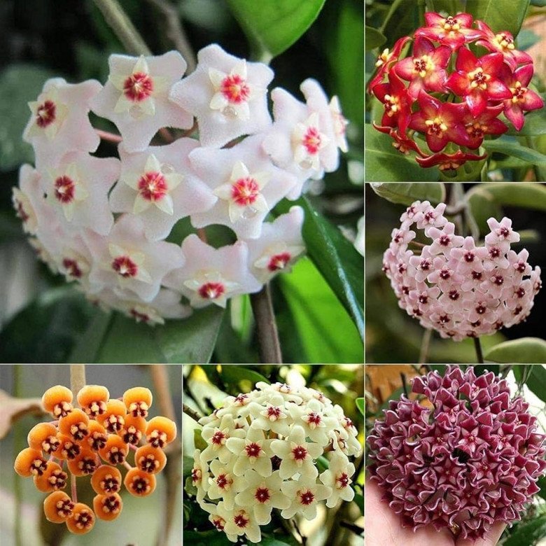 Một số loại hoa cẩm cù khác nhau. 