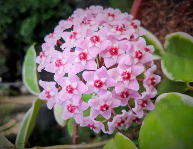 Loài hoa “viên mãn” này rất thích nở hoa, nhà thiếu nắng cũng trồng được, khi nở đưa hương khắp nhà - 1