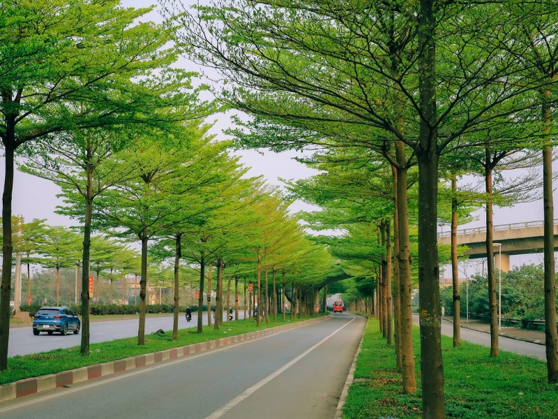Cây bàng lá nhỏ ở Hà Nội đang vào thời điểm ra lá xanh mơn mởn. Một số đoạn đường vì thế mà trở nên vô cùng độc đáo như trời Âu. (Ảnh: D. Phạm Tú)
