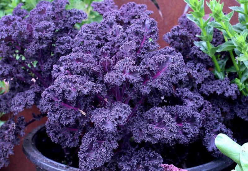 Loại rau này có tên khoa học là Purple Curly Kale, có nguồn gốc từ Châu Mỹ. Đây là một loài cây thân thảo, sống lâu năm, cây có thể đạt chiều cao từ 1-1,5m khi trưởng thành. Thân cây có 2 màu là xanh tím và đỏ tươi bắt mắt.
