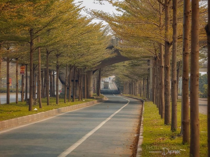 Hiện nay, cây bàng lá nhỏ đang được trồng nhiều tại các tuyến đường phố ở Hà Nội. (Ảnh: Vũ Đức Mẫn)
