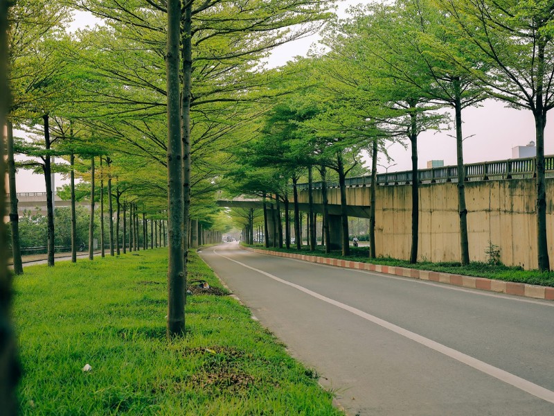 Cây bàng lá nhỏ được trồng dọc 2 bên đường tại nút giao quốc lộ 5 lối lên quốc lộ 1 đi Bắc Ninh - Bắc Giang. Hình ảnh này đã từng gây “sốt” vài năm qua vì vẻ đẹp nên thơ của những hàng cây. (Ảnh: D. Phạm Tú)
