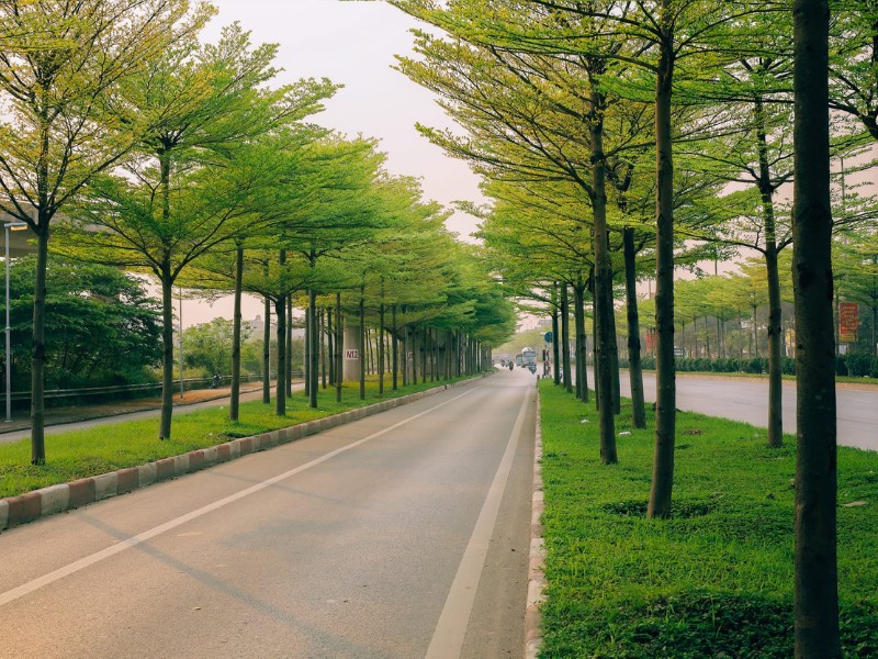 Những hàng cây đang ra lá non tạo nên một không gian xanh cho đường phố Hà Nội. (Ảnh: D. Phạm Tú)

