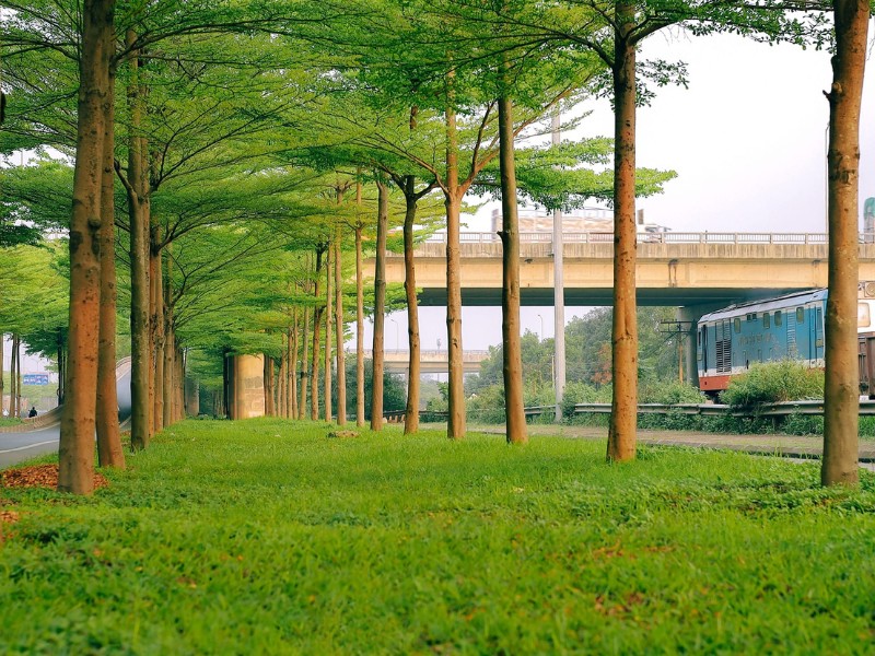 Bàng lá nhỏ có tán lá mọc theo hướng chếch lên tạo vòm vừa phải, các cành ngắn. Trung bình mỗi cây có chiều cao từ 10m đến 20m. (Ảnh: D. Phạm Tú)
