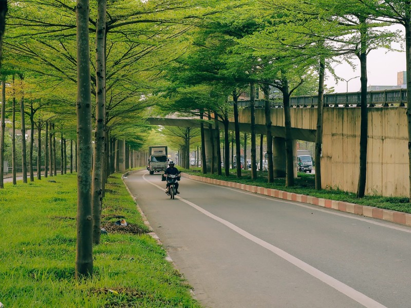 Cây vừa làm cho không gian thêm mát mẻ, vừa lọc khí độc hại trả lại bầu không khí trong lành. (Ảnh: D. Phạm Tú)
