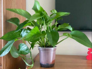Nhà đẹp - Tại sao nhiều người lại đưa cây trầu bà vào “danh sách đen”? Đây là 4 lý do