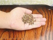 Nhà đẹp - Điều kỳ diệu sẽ xảy ra khi đặt một nắm hạt tiêu dưới gầm giường, tiếc là giờ tôi mới biết